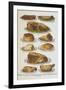 Assorted Roast Meats Including Pork, Mutton and Beef-Isabella Beeton-Framed Giclee Print