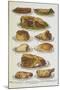 Assorted Roast Meats Including Pork, Mutton and Beef-Isabella Beeton-Mounted Giclee Print