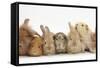 Assorted Sandy Rabbits and Guinea Pigs-Mark Taylor-Framed Stretched Canvas