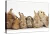 Assorted Sandy Rabbits and Guinea Pigs-Mark Taylor-Stretched Canvas