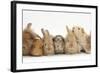 Assorted Sandy Rabbits and Guinea Pigs-Mark Taylor-Framed Photographic Print