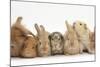 Assorted Sandy Rabbits and Guinea Pigs-Mark Taylor-Mounted Photographic Print