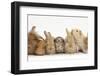 Assorted Sandy Rabbits and Guinea Pigs-Mark Taylor-Framed Photographic Print