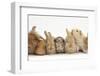 Assorted Sandy Rabbits and Guinea Pigs-Mark Taylor-Framed Photographic Print