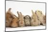 Assorted Sandy Rabbits and Guinea Pigs-Mark Taylor-Mounted Photographic Print