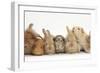 Assorted Sandy Rabbits and Guinea Pigs-Mark Taylor-Framed Photographic Print