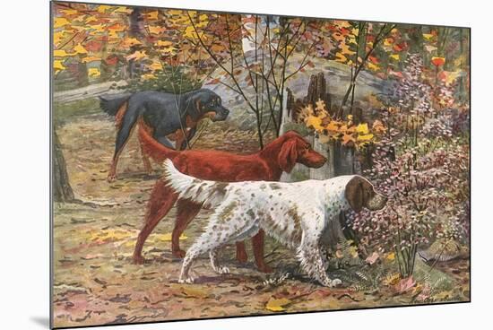 Assorted Setters-Louis Agassiz Fuertes-Mounted Art Print