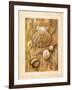 Assorted Shells-Ron Jenkins-Framed Art Print