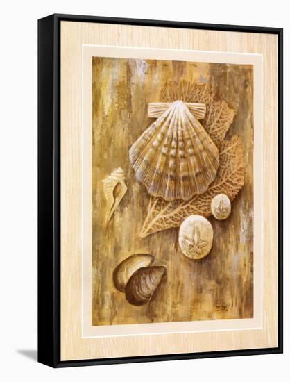 Assorted Shells-Ron Jenkins-Framed Stretched Canvas