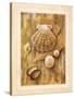 Assorted Shells-Ron Jenkins-Stretched Canvas