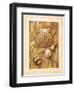 Assorted Shells-Ron Jenkins-Framed Art Print