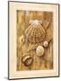 Assorted Shells-Ron Jenkins-Mounted Art Print