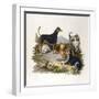 Assorted Terriers 1800-null-Framed Art Print