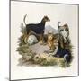 Assorted Terriers 1800-null-Mounted Art Print