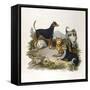 Assorted Terriers 1800-null-Framed Stretched Canvas