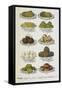 Assorted Vegetable Dishes-Isabella Beeton-Framed Stretched Canvas