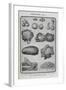 Assorted Vegetables-Isabella Beeton-Framed Giclee Print