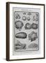 Assorted Vegetables-Isabella Beeton-Framed Giclee Print