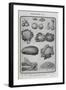 Assorted Vegetables-Isabella Beeton-Framed Giclee Print