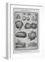 Assorted Vegetables-Isabella Beeton-Framed Giclee Print