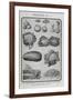 Assorted Vegetables-Isabella Beeton-Framed Giclee Print