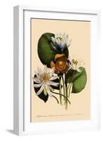 Assorted Water Lilies-null-Framed Giclee Print