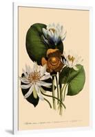 Assorted Water Lilies-null-Framed Giclee Print