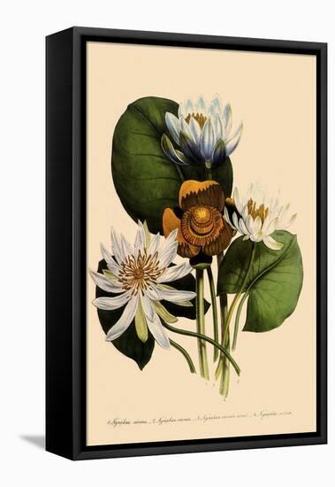 Assorted Water Lilies-null-Framed Stretched Canvas