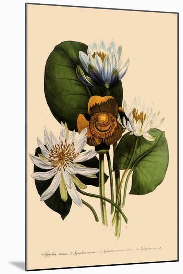 Assorted Water Lilies-null-Mounted Giclee Print