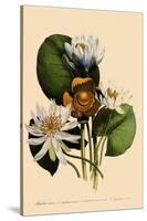 Assorted Water Lilies-null-Stretched Canvas
