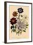 Assortment of Dahlias-null-Framed Giclee Print