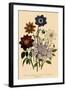 Assortment of Dahlias-null-Framed Giclee Print