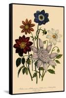 Assortment of Dahlias-null-Framed Stretched Canvas