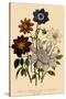 Assortment of Dahlias-null-Stretched Canvas