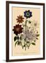 Assortment of Dahlias-null-Framed Giclee Print