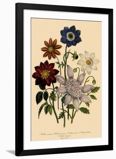 Assortment of Dahlias-null-Framed Giclee Print