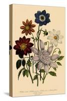 Assortment of Dahlias-null-Stretched Canvas