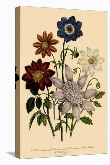 Assortment of Dahlias-null-Stretched Canvas