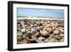 Assortment of Sea Shells-Chris Martin-Bahr-Framed Photographic Print