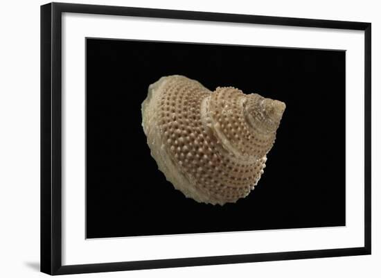 Astalium Bathyraphe-Paul Starosta-Framed Photographic Print
