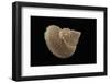 Astalium Bathyraphe-Paul Starosta-Framed Photographic Print