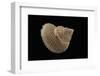 Astalium Bathyraphe-Paul Starosta-Framed Photographic Print