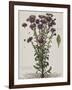 Aster à fleur mauve-Nicolas Robert-Framed Giclee Print