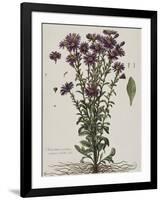 Aster à fleur mauve-Nicolas Robert-Framed Giclee Print