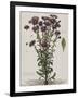 Aster à fleur mauve-Nicolas Robert-Framed Giclee Print