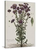 Aster à fleur mauve-Nicolas Robert-Stretched Canvas