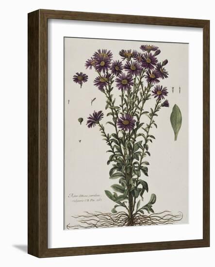 Aster à fleur mauve-Nicolas Robert-Framed Giclee Print