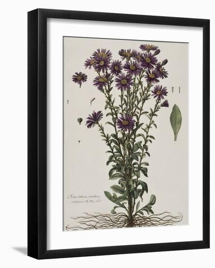 Aster à fleur mauve-Nicolas Robert-Framed Giclee Print