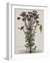 Aster à fleur mauve-Nicolas Robert-Framed Giclee Print