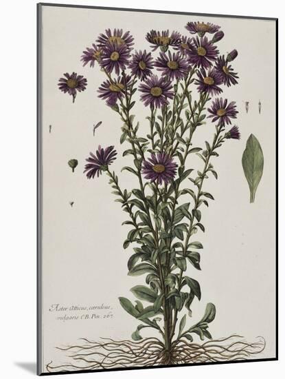 Aster à fleur mauve-Nicolas Robert-Mounted Giclee Print